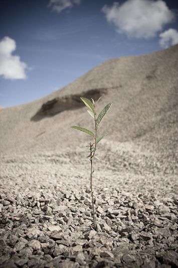 Somewhat desaturated photo of small tree in gravel pit.